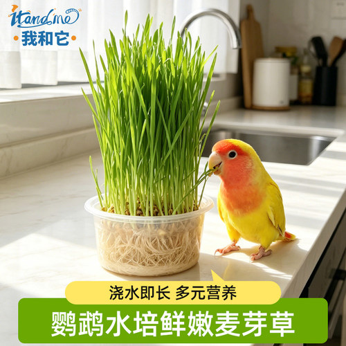 鹦鹉麦芽草粮大麦种子啃咬饲料鸟草盒奖励零食促进消化解闷啄毛
