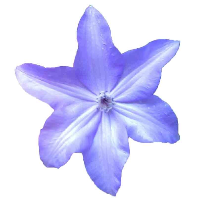 市长伊萨奥耐热铁线莲盆栽爬藤植物小中大苗耐热大花藤本单瓣花卉,鲜花速递/花卉仿真/绿植园艺,绣球/木绣球/木本植物,淘宝优惠券,粉丝福利购,淘宝优惠卷