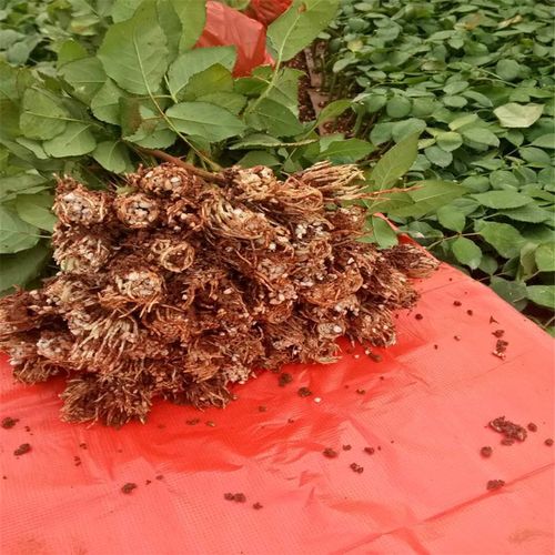 云南斗南戴安那滇红食用玫瑰花种苗月季苗裸根扦插苗开花后可插花