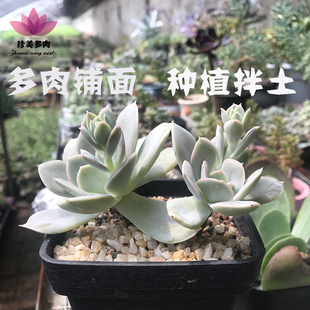 珍美多肉水晶砂花卉盆栽铺面石麦饭石整包丹麦品氏草炭颗粒土包邮
