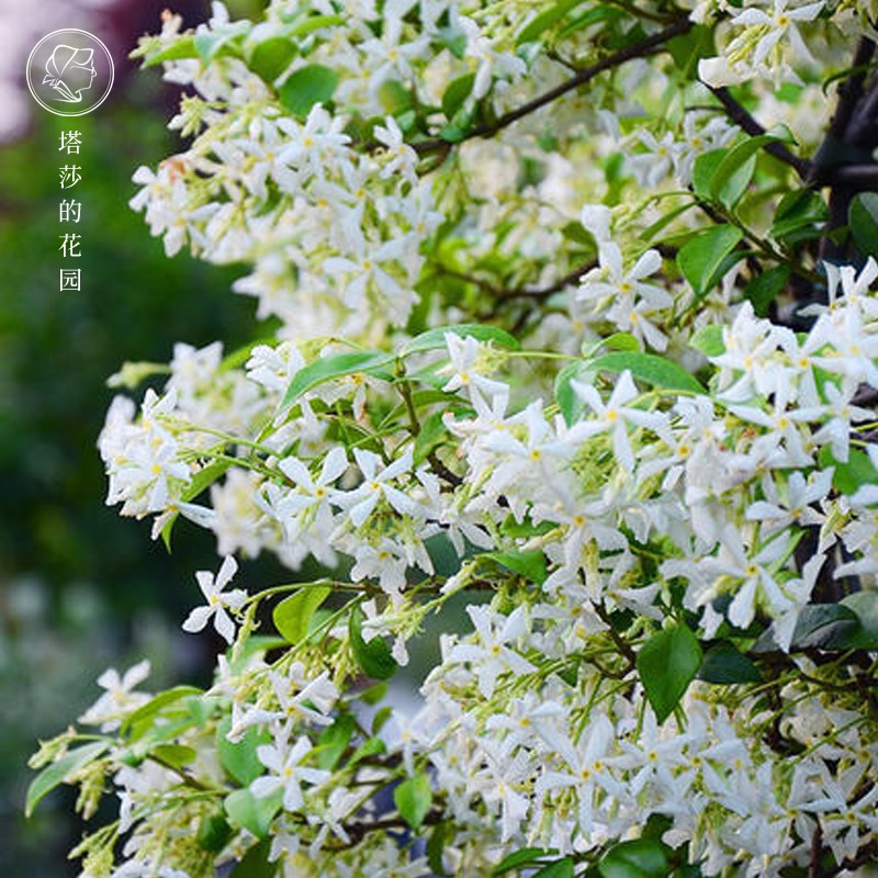 塔莎的花园 风车茉莉爬藤植物大苗络石藤本四季芳香庭院花卉2加