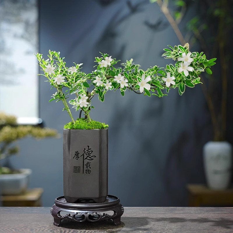 提根造型六月雪盆景小盆栽微型造型实物禅意小美庭院四季常青绿植