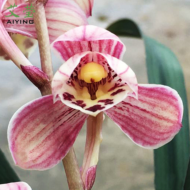 高档兰花苗盆栽 建兰红草红荷红花叶 文心兰带花苞有香味的花卉草