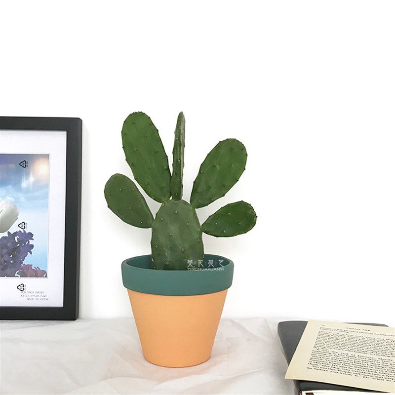 食用仙人掌胭脂掌无刺仙人掌无刺红花宝剑仙人掌盆栽种植多肉嫁接