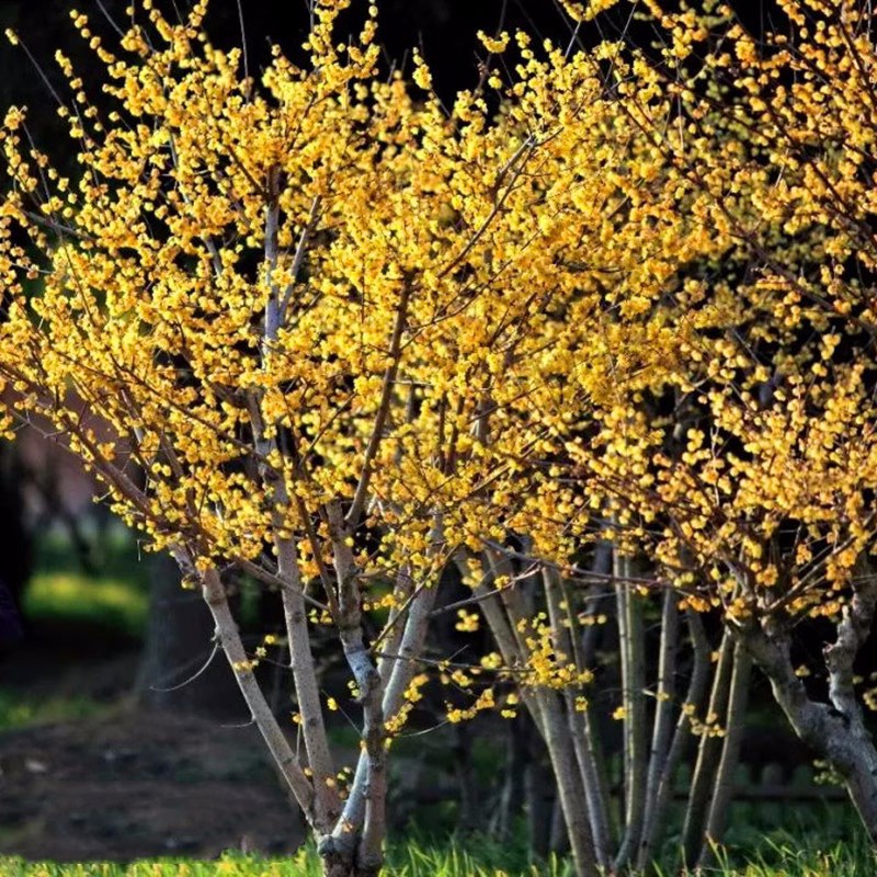 腊梅花树苗盆栽梅花盆景原生腊梅耐寒老桩浓香型花卉植物阳台花苗