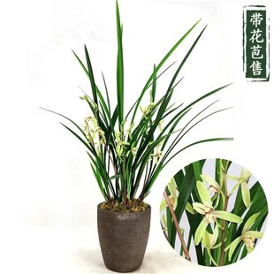 【大青】带花苞开花超级香四季建兰花室内室外好养易活兰花绿植