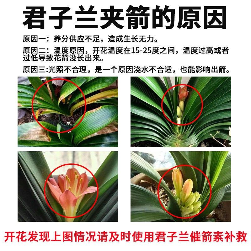 君子兰拔箭剂促箭剂催箭素夹箭灵防夹剑君子兰拔箭催花专用营养液,鲜花速递/花卉仿真/绿植园艺,介质/营养土,淘宝优惠券,粉丝福利购,淘宝优惠卷