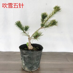 吹雪五针松嫁接短针松大阪松小苗盆景宫岛造型素材那须宫岛大坂松