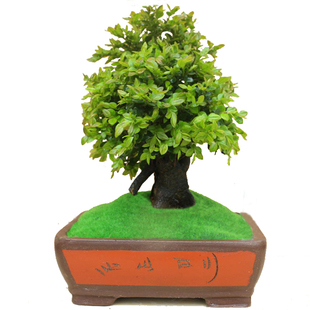 名贵小叶紫檀盆景室内紫檀木树桩A盆栽花卉植物客厅桌面绿植吸甲