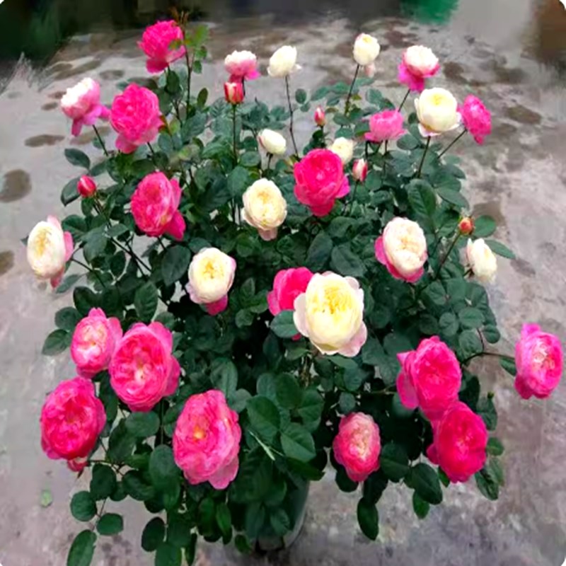 和室月季花苗四季开花丰花包子观花阳台玫瑰大花浓香花卉盆栽绿植