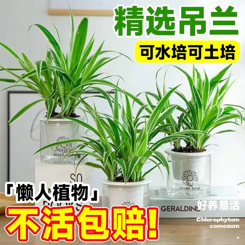 金边吊兰盆栽垂吊植物客厅室内水培好养活四季绿萝办公室绿植驱蚊