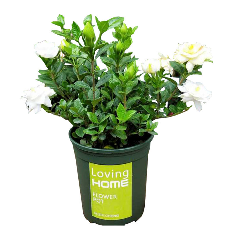 栀子花盆栽包邮四季常青绿植香气浓郁办公桌花卉木本室内植物好养