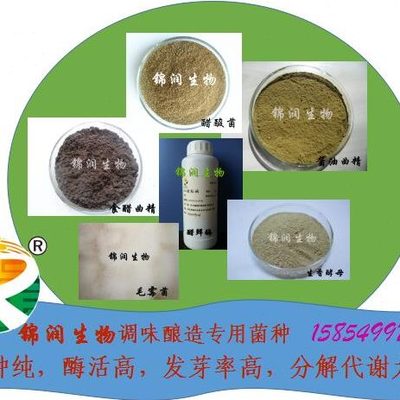 243.3黑0曲精 醋醋食50g食包邮山西醋曲霉曲种，曲，