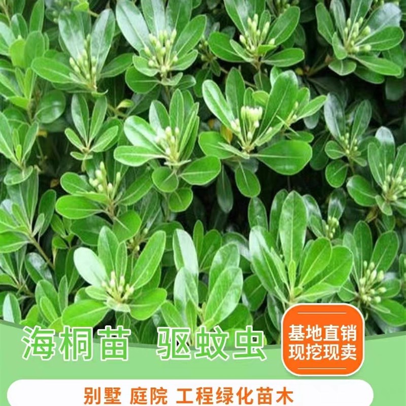 海桐树苗庭院绿化四季常青气味芳香海桐球耐寒植物行道围墙绿篱笆