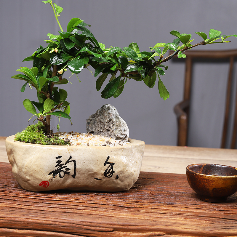 福建茶绿植室内树桩盆景客厅悬崖造型小叶黄杨小盆栽老桩四季常青