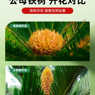 铁树盆栽公母一对小树苗室内外庭院客厅阳台单颗大型盆景铁树开花