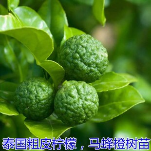 泰式粗皮柠檬嫁接苗 马蜂橙嫁接苗 泰式柠檬苗盆栽皱皮柠檬苗杯苗