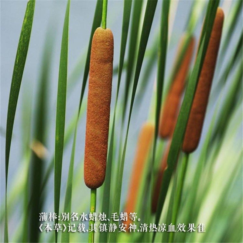 天然蒲绒床垫褥子榻榻米沙发垫水蜡烛香蒲绒保暖蓄热纯棉可拆洗