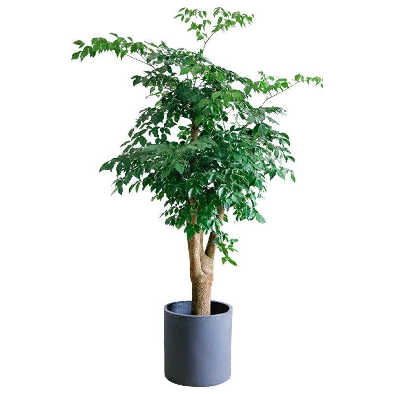 大型盆栽 幸福树 办公室客厅植物长沙送货开业乔迁绿植净化空气,鲜花速递/花卉仿真/绿植园艺,大型绿植/成品组合盆栽,淘宝优惠券,粉丝福利购,淘宝优惠卷