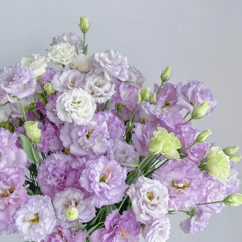 洋桔梗鲜花新鲜室内水培植物家用插花装饰节日礼物云南直发鲜切花