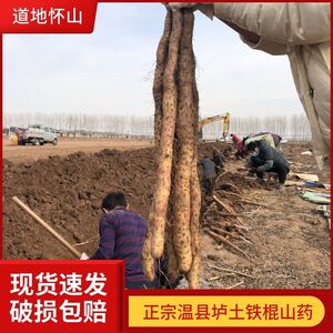 垆土铁棍怀山药5斤河南焦作温县特产营康煮粥煲汤粉糯面香