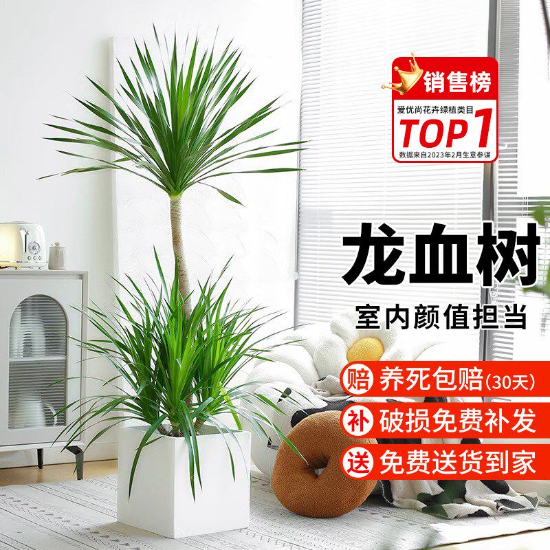 龙血树客厅盆栽大型绿植办公室造C型高杆老桩好养室内落地植物旺