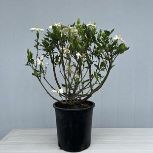 香雪栀子花盆栽开l花带香味室内好养植物庭院绿植客厅阳台四季常