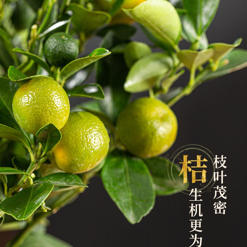 四季金桔树苗盆栽带果客厅招财植物室内花卉绿植小橘子盆景年宵花