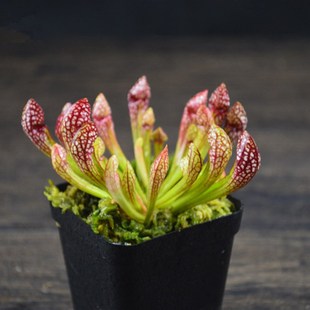 猩红瓶子草 新手推荐食虫植物-食虫草 奇异植物 回声草