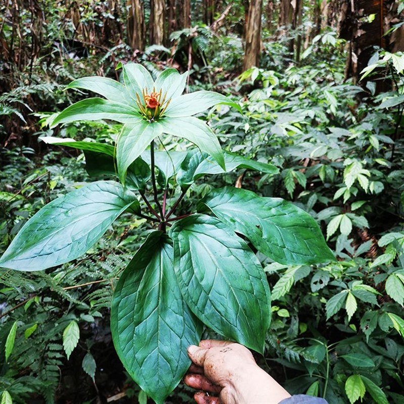 七叶一枝花苗 重楼苗 盆栽 室内外小盆景 多年生喜阴植物耐养图片