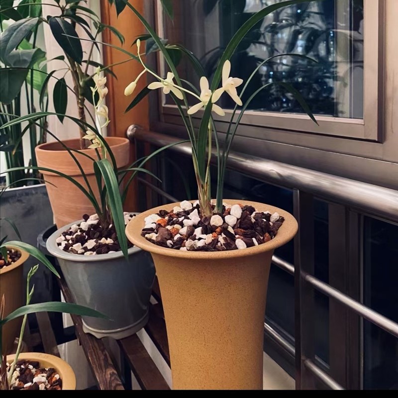 带花苞翠衣仙子 细叶纤纤高花 香气清甜又名小宫粉四季兰建兰盆栽