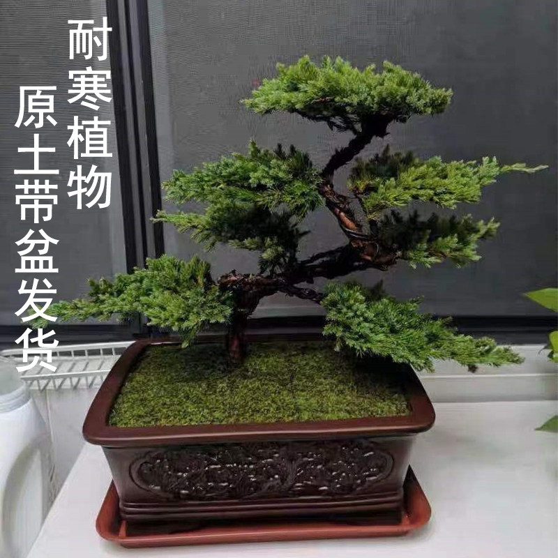 迎客松真树盆景四季常青观叶植物 玄关室内小盆栽创意组合摆件