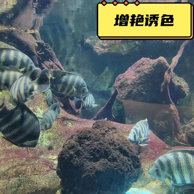 火山石免洗鱼缸专用底砂过滤石头滤材铺底水族专用造景火山石颗粒