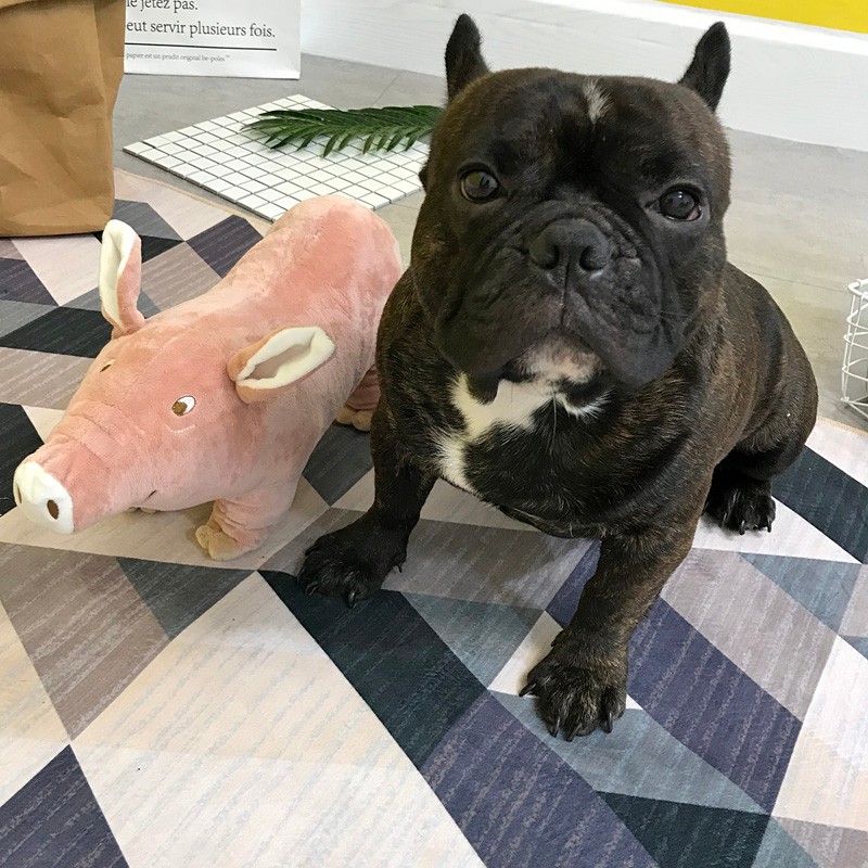 法斗睡觉伴侣四脚猪猪法国斗牛犬柯基泰迪英斗比熊宠物狗毛绒玩具