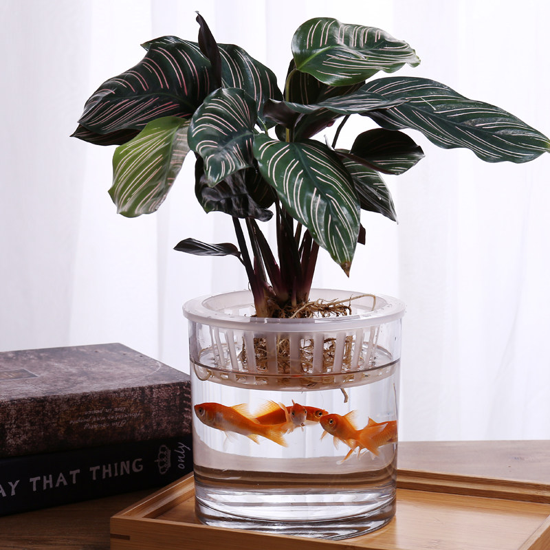加厚大小号直筒圆形透明金鱼缸水培玻璃花瓶客厅办公桌面圆柱鱼缸,宠物/宠物食品及用品,生态瓶/创意缸/微景缸,淘宝优惠券,粉丝福利购,淘宝优惠卷