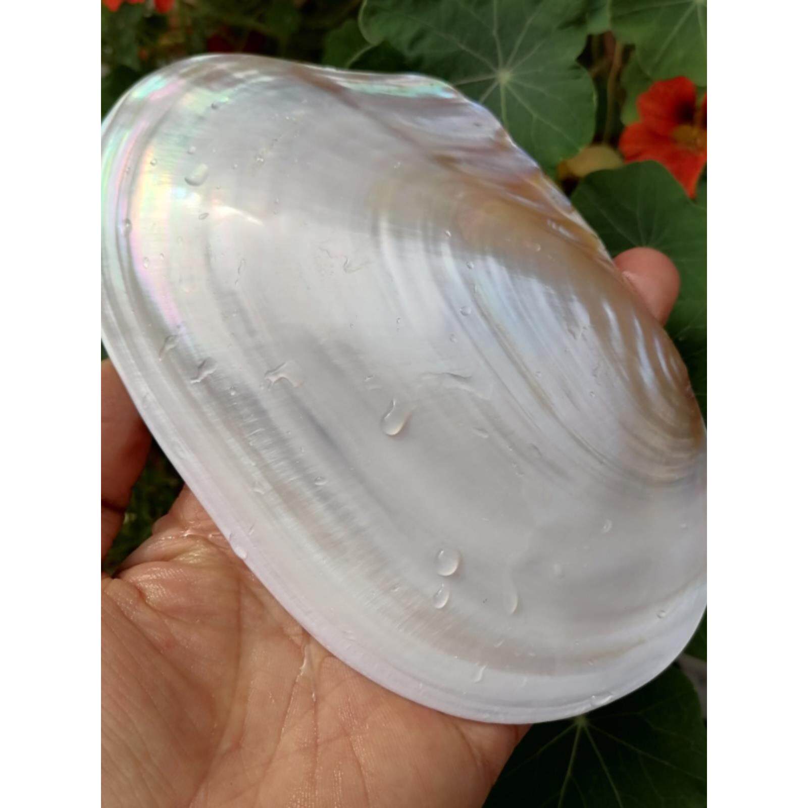 天然抛光单片光亮白珍珠贝壳蚌壳鱼缸造景拍摄道具果盘餐具菜盘