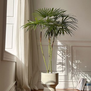 细叶蒲葵棕榈室内网红氛围感治愈系大植物净化空气绿植大盆栽