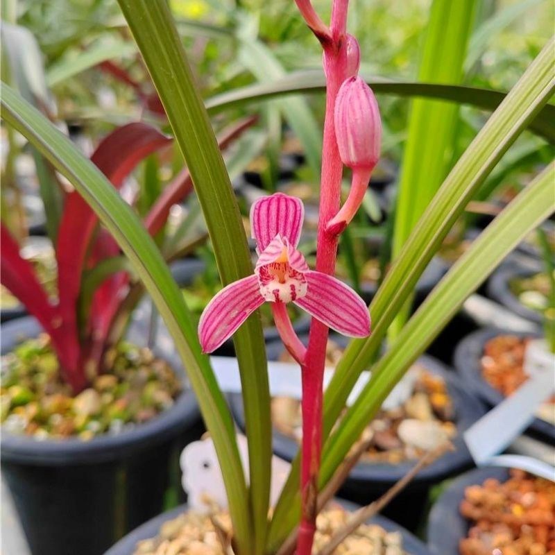 兰花苗浓香型【红草红荷】建兰名品红杆红花红荷盆景绿植花卉阳台
