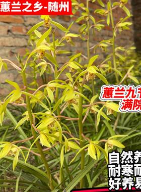 惠兰九节兰蕙兰幽香随州正宗浓香国兰花室内阳台庭院绿植特香