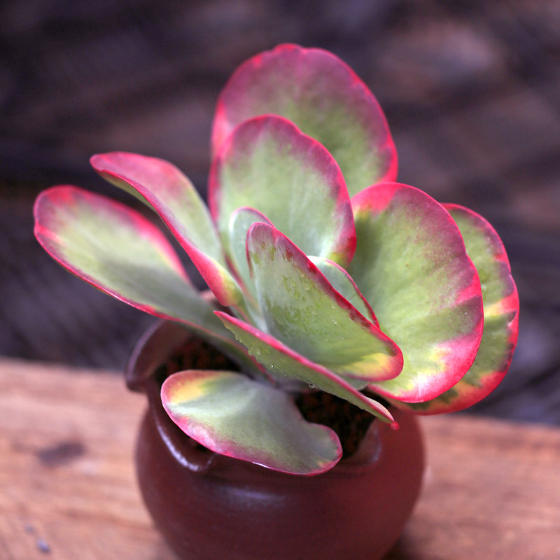 唐印锦多肉植物巨大株老桩 梦想花园易养粗腿肉肉绿植盆栽花卉