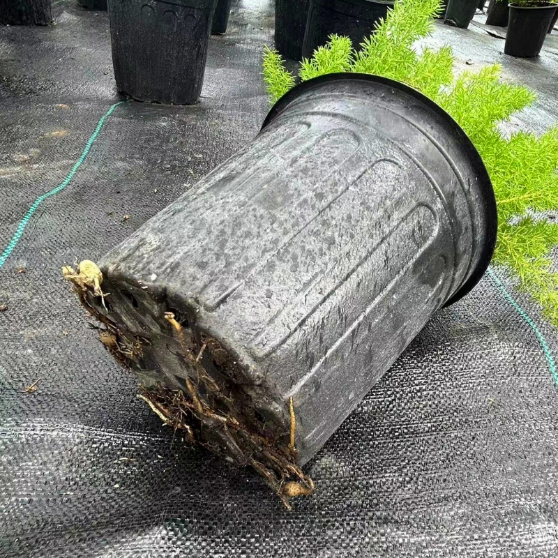 狐尾天门冬盆栽 室内阳台庭院好养易活植物 多年生四季常绿九尾狐