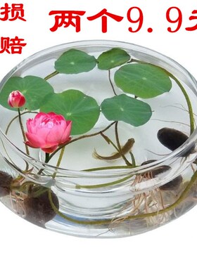 玻璃花瓶碗莲铜钱草水仙花盆水培花卉 绿植水培 客厅阳台桌面摆件