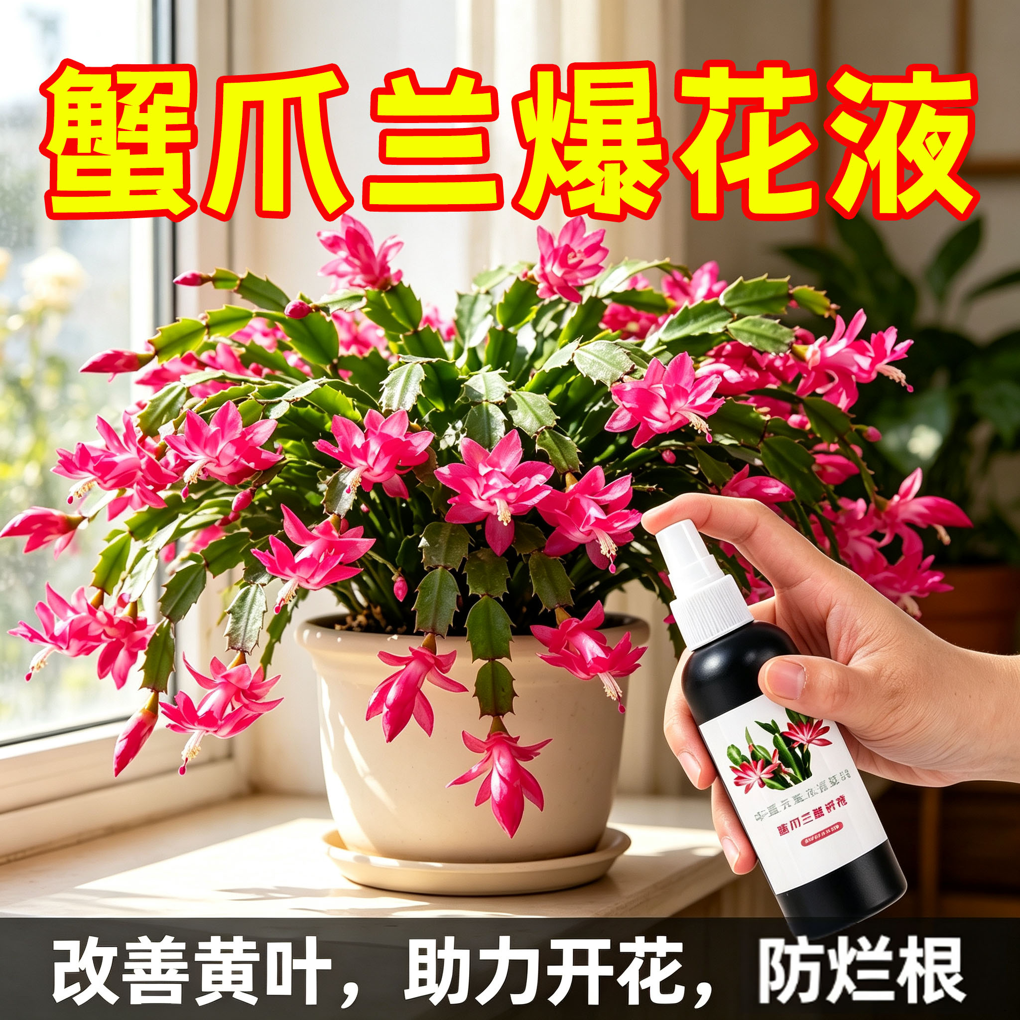 蟹爪兰专用营养液肥料养花