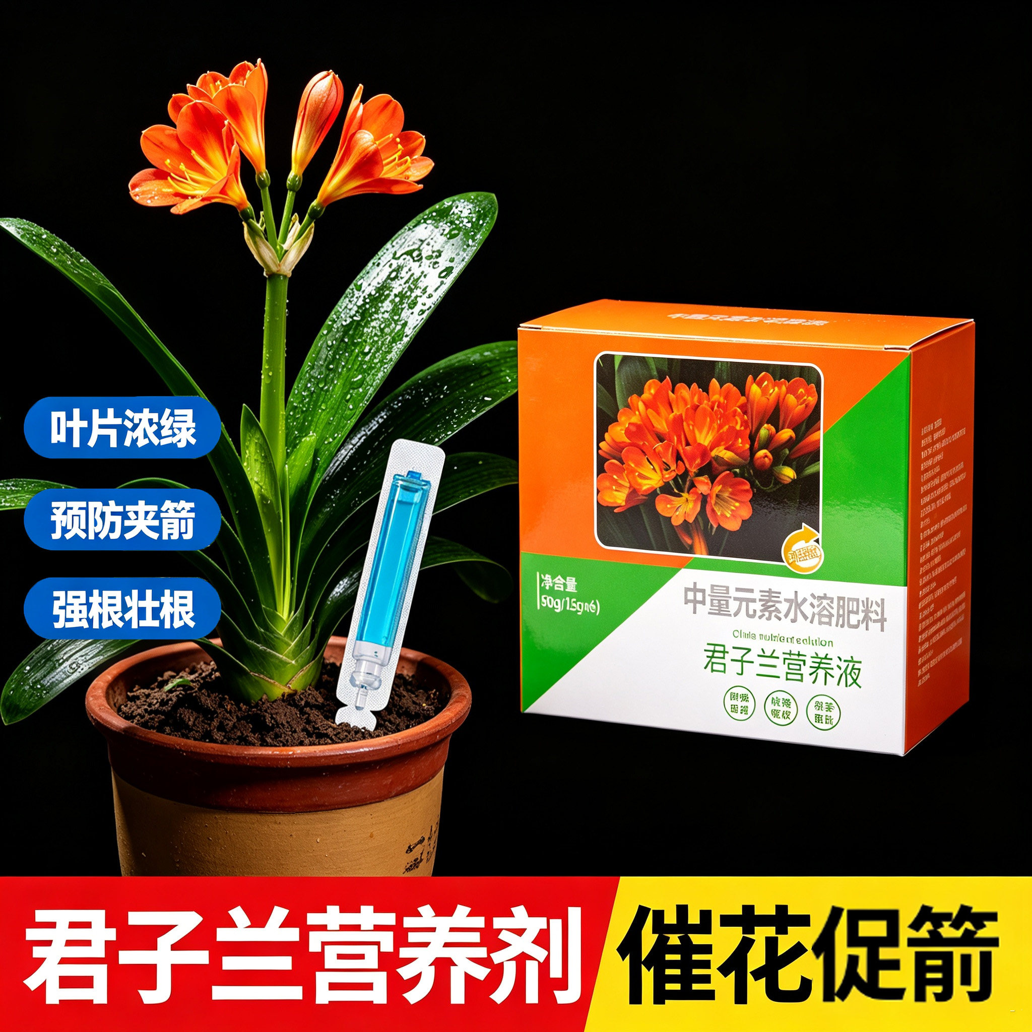 君子兰夹箭肥料君子兰营养液