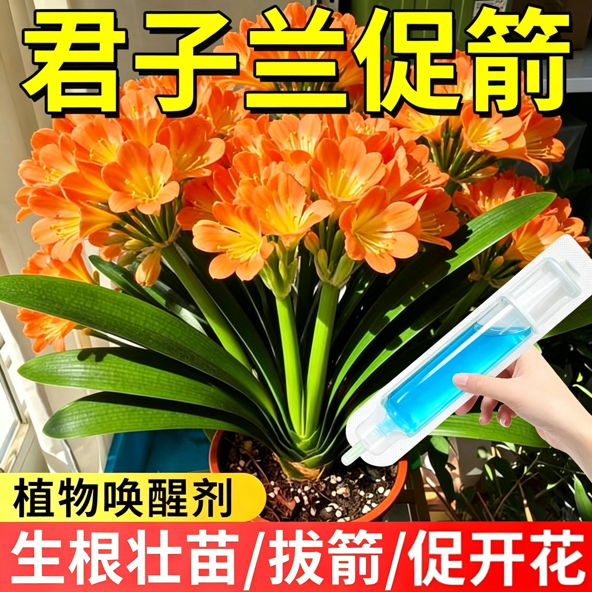 君子兰专用肥料营养液专用肥