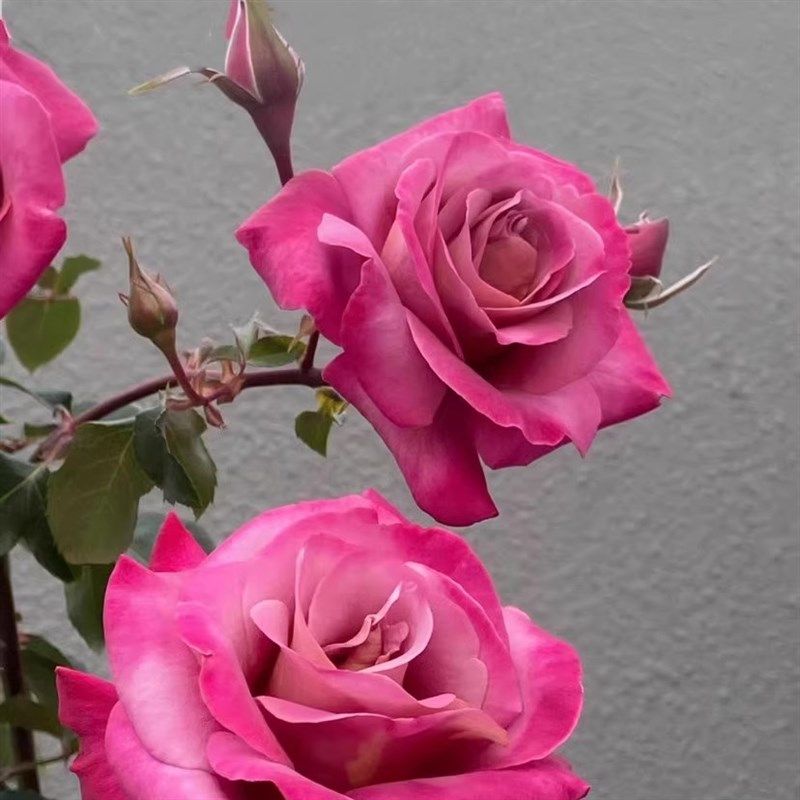 河本帷幕中苗   超新品复古大花月季 浓香庭院阳台盆栽花卉四季,鲜花速递/花卉仿真/绿植园艺,月季/蔷薇/玫瑰,淘宝优惠券,粉丝福利购,淘宝优惠卷