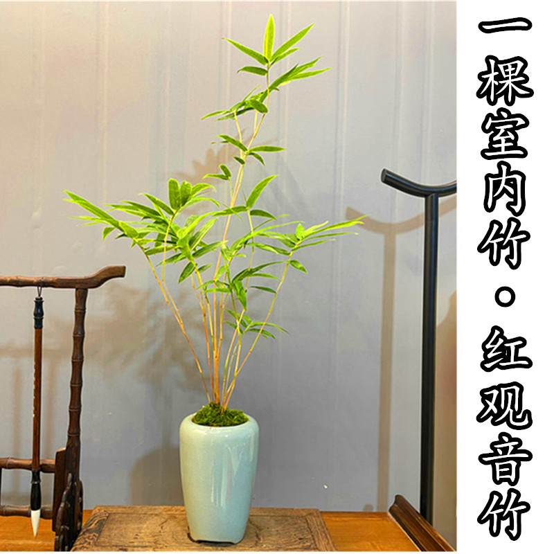 高端红竹红观音竹盆景竹子盆栽办公室书房茶桌客厅桌面绿植观赏竹