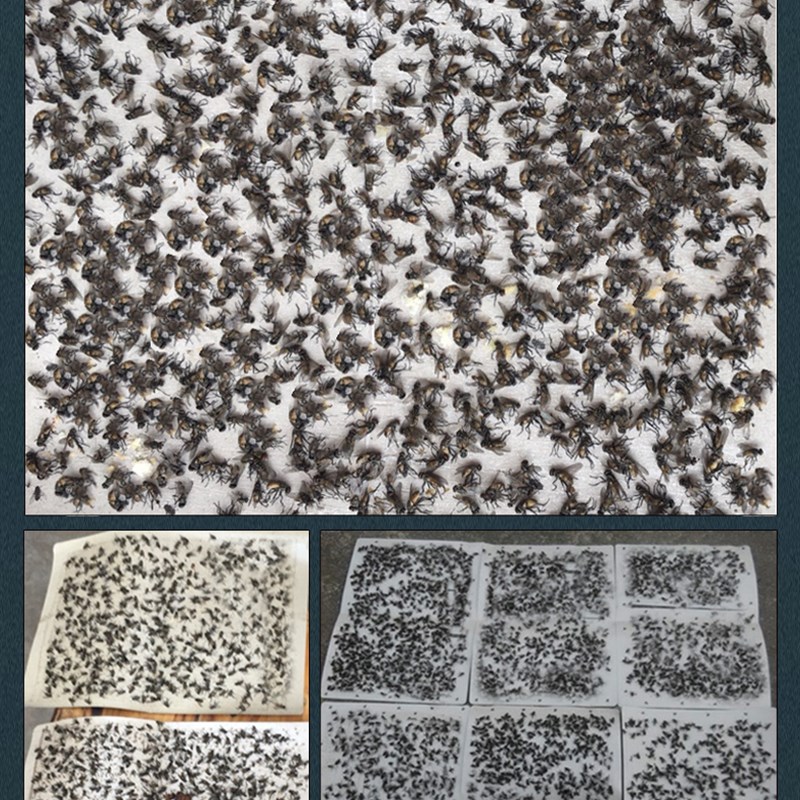金妙 苍蝇强力粘苍蝇纸张家用粘蝇板大号灭苍蝇捕蝇器