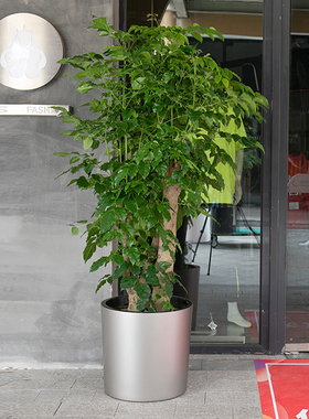 特大花盆圆形大口径别墅客厅落地种树大型盆栽塑料储水自吸水花盆