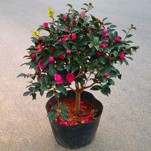 【茶梅花】财神茶梅 小桃红 朝仓 白色粉色 红色茶梅花 土球发货